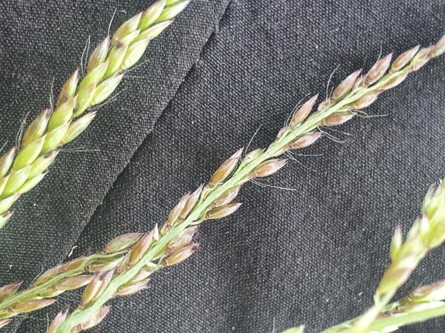 Urochloa 2