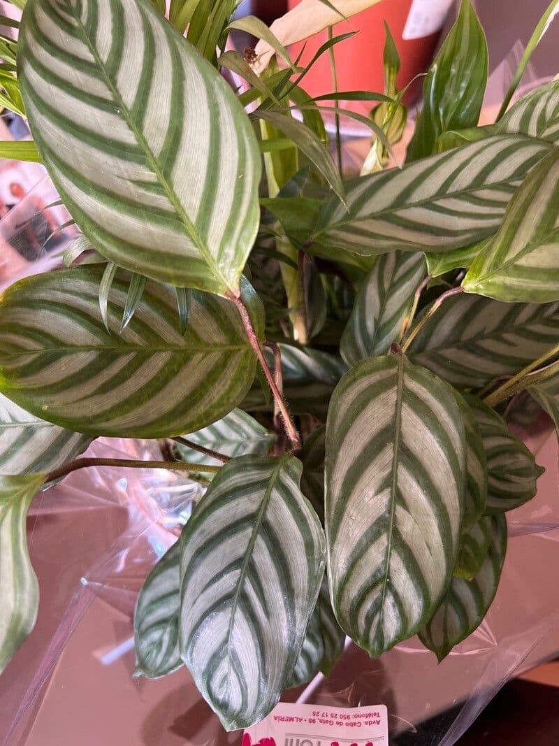 Ctenanthe setosa 11
