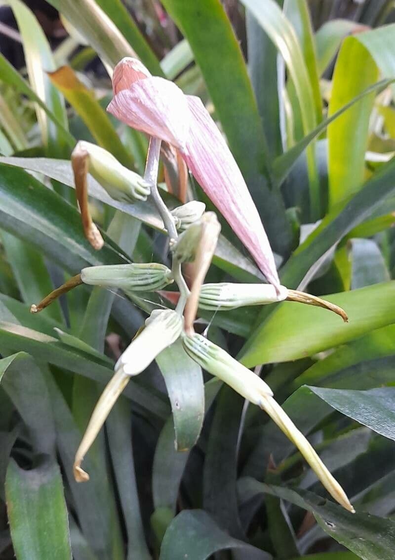 Billbergia 4