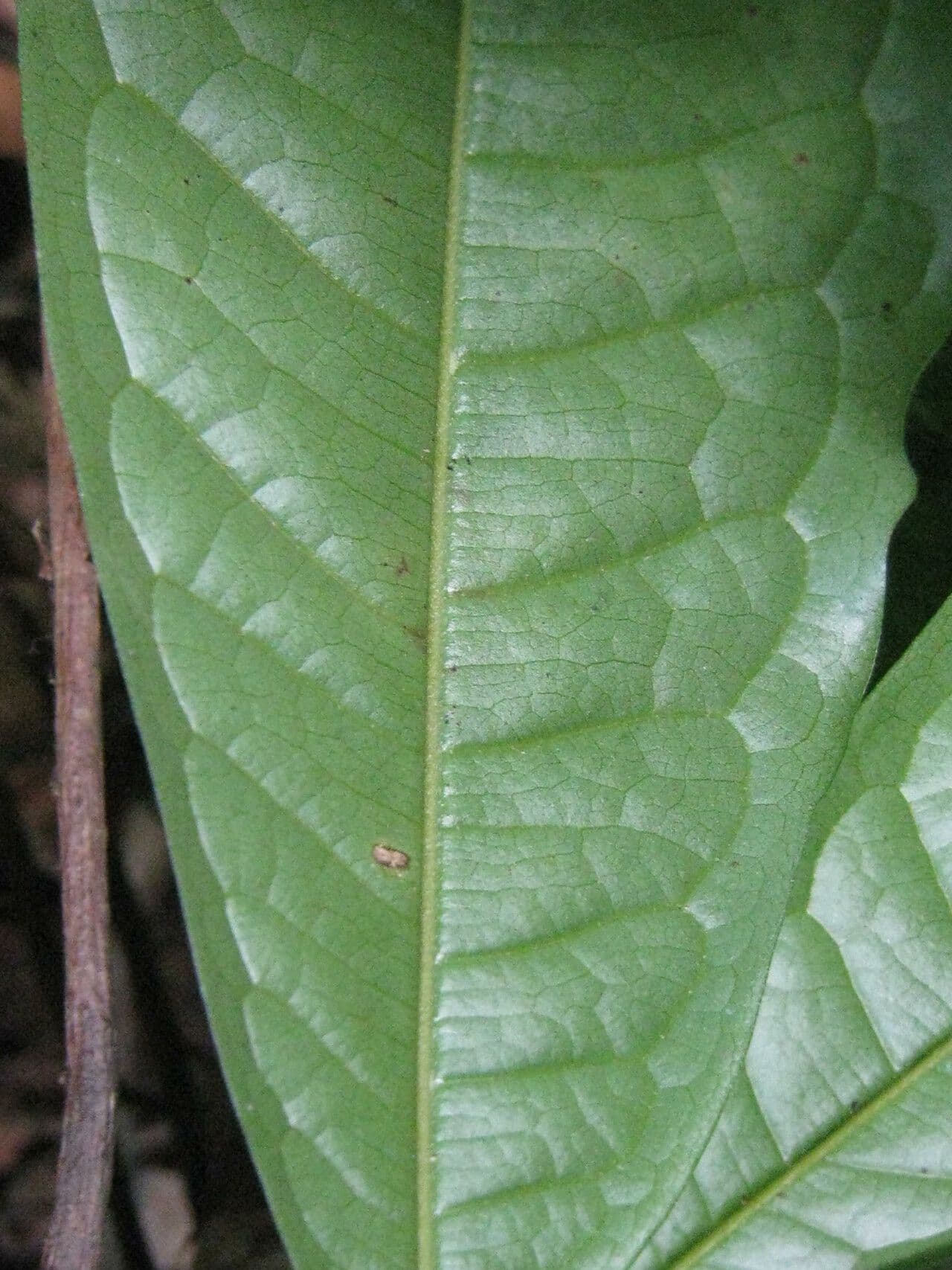 Duguetia 11
