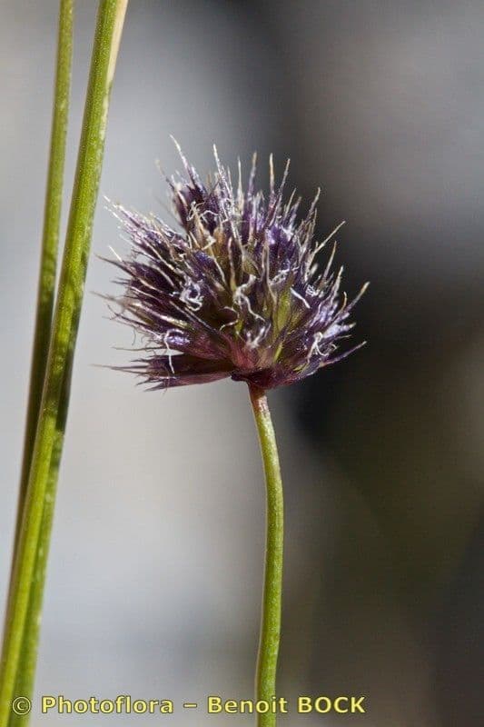 Psilathera 3