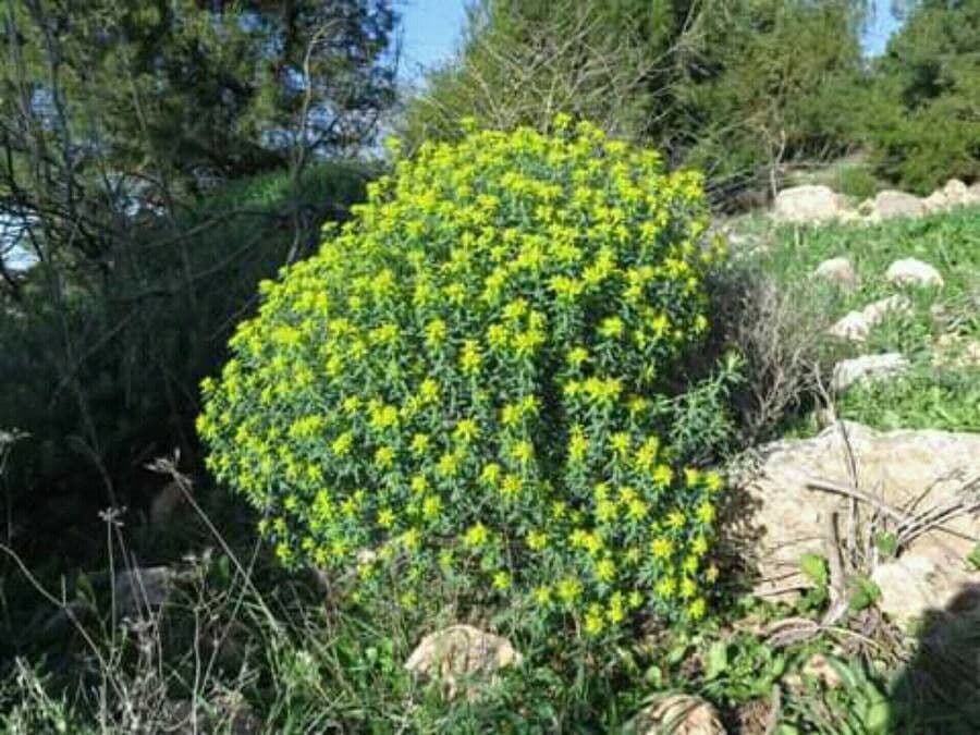 Euphorbe de Jérusalem