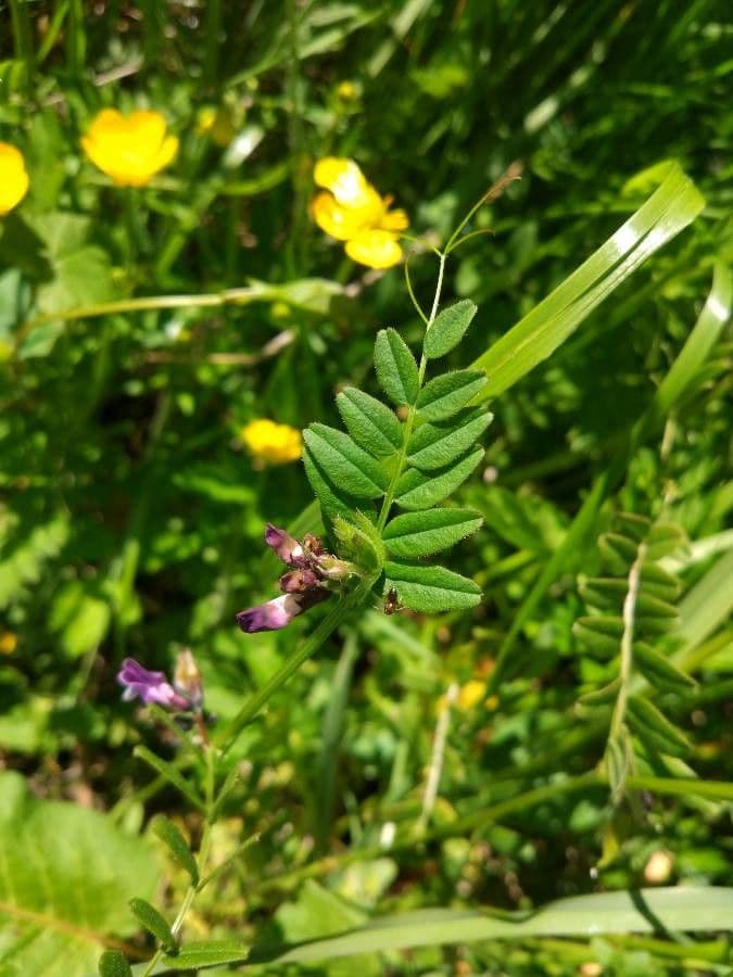 Vesce à grandes fleurs 17