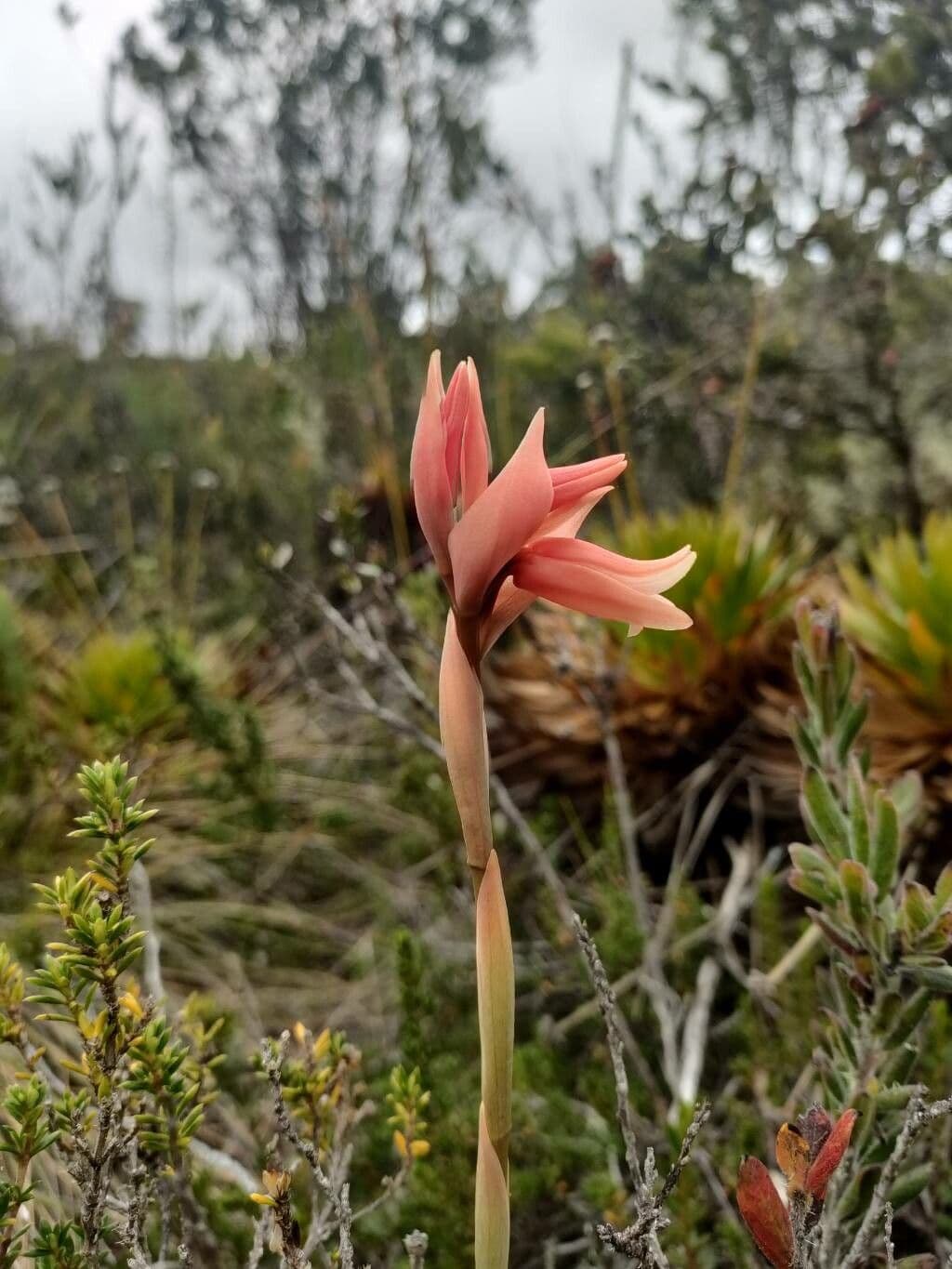 Orchide a guaina 2