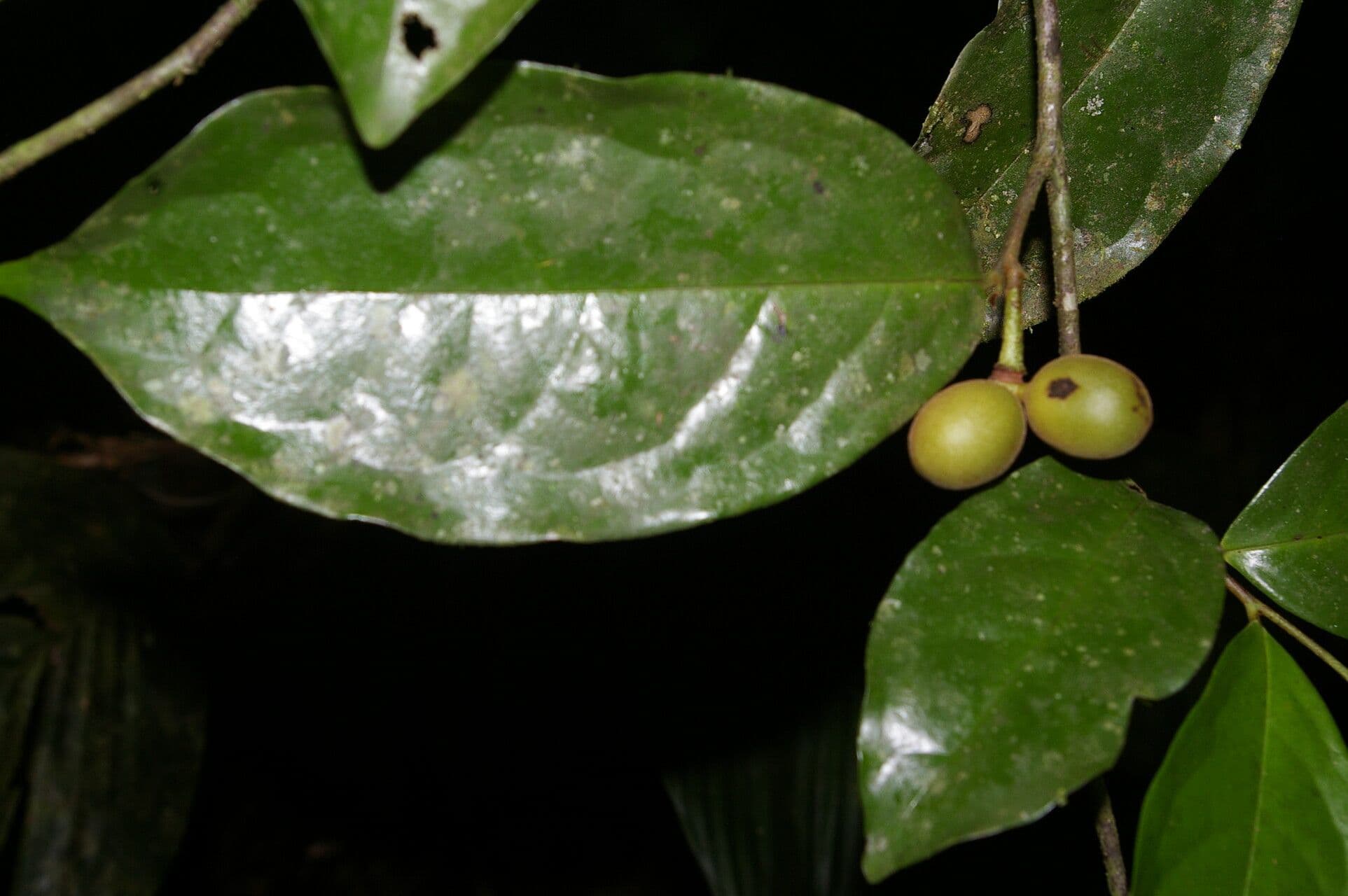 Desmopsis 4