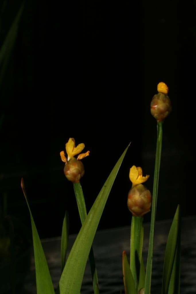 Xyris tennesseensis 11