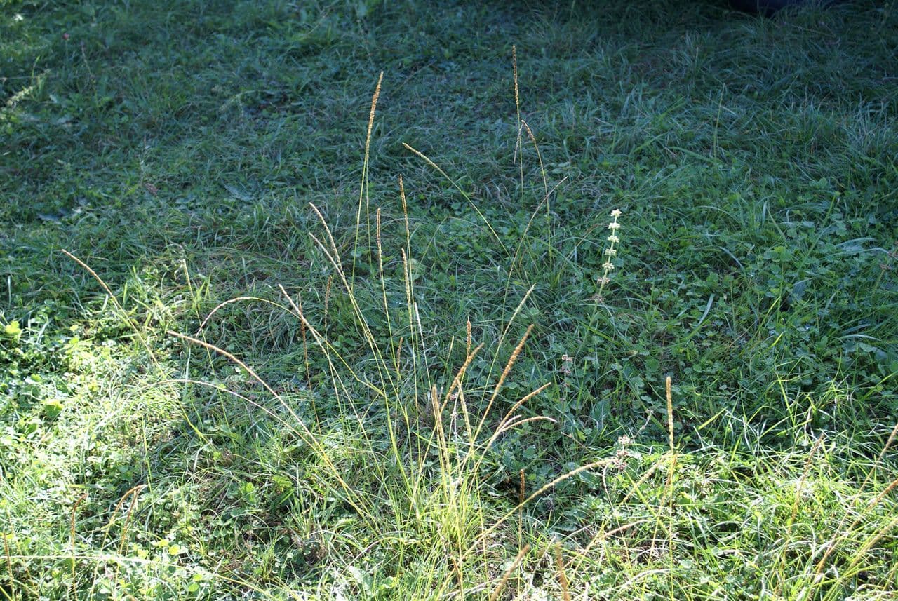 Espartillo 13