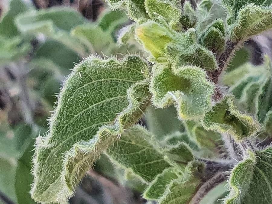 Ruellia bignoniowata 10