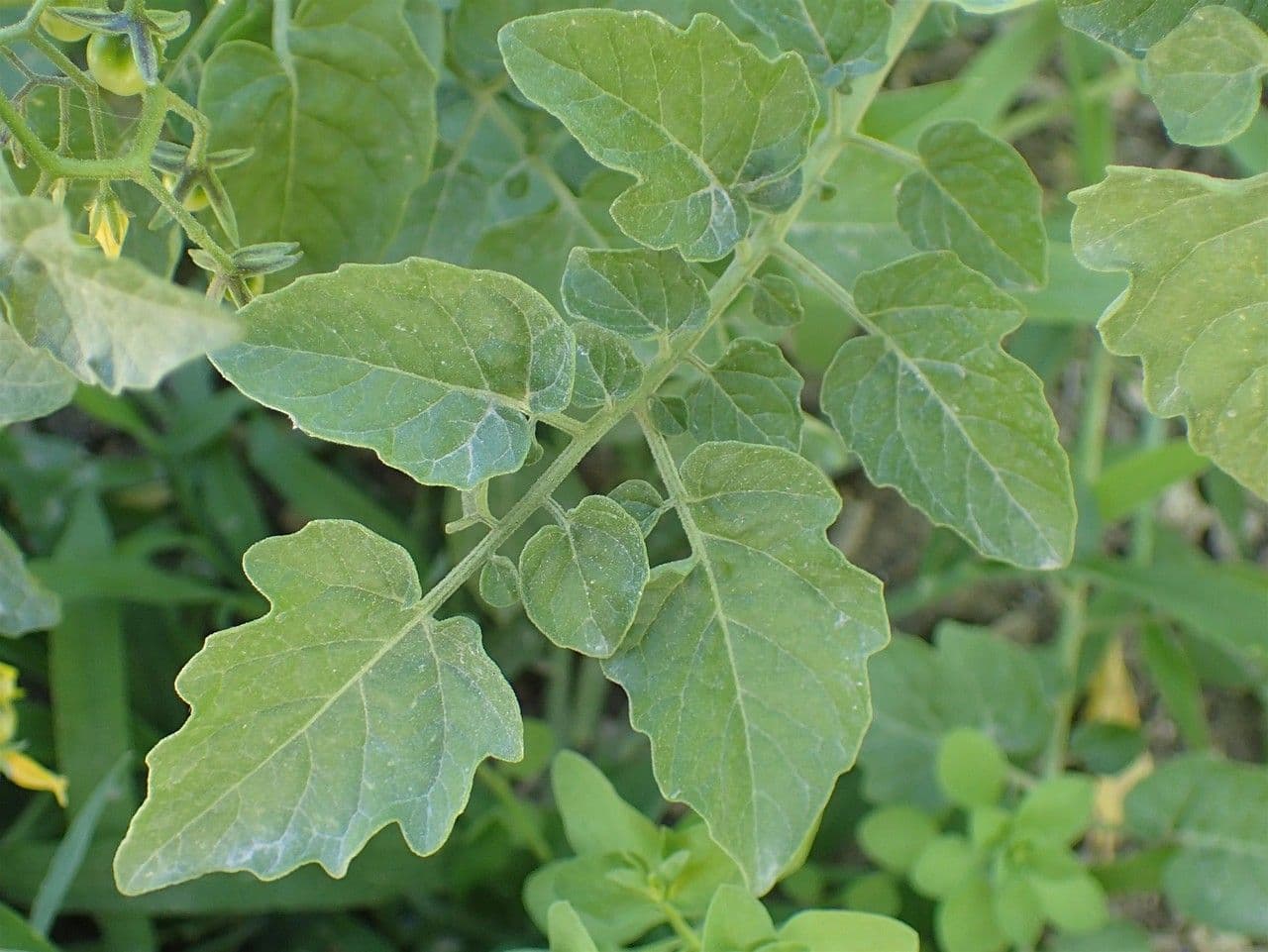 Pomodoro ribes 11