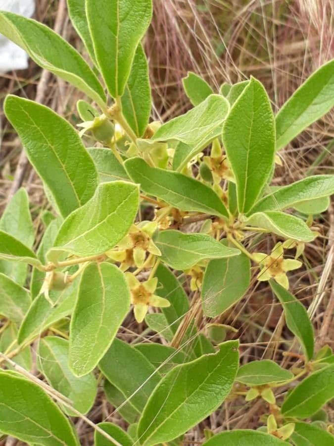 Campomanesia 2