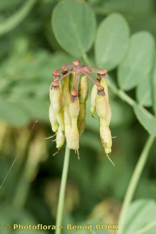 Coronilla coronata