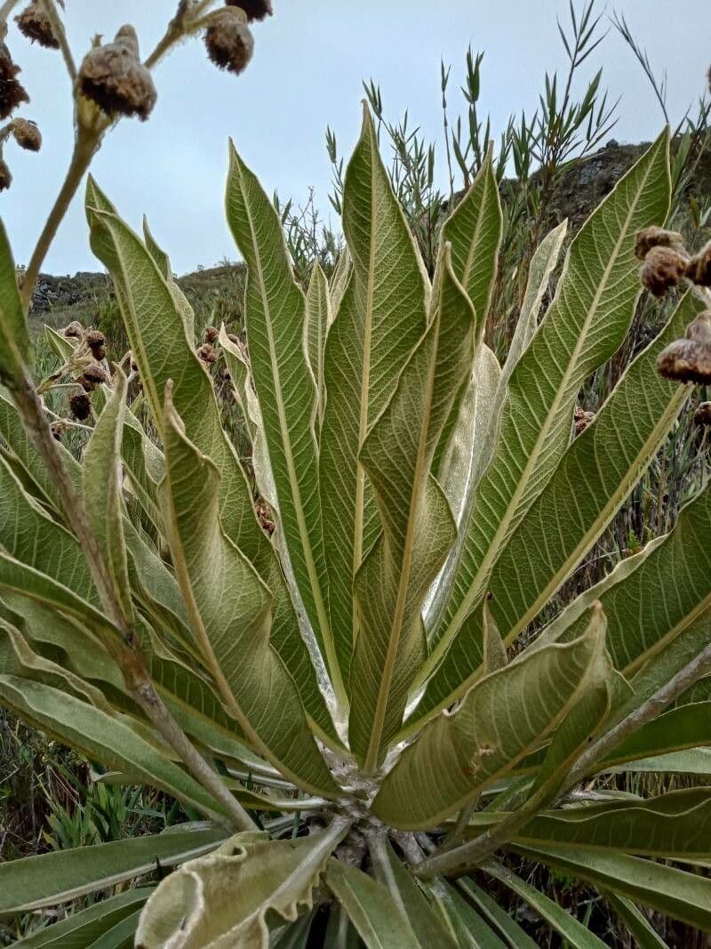 Espeletia 3