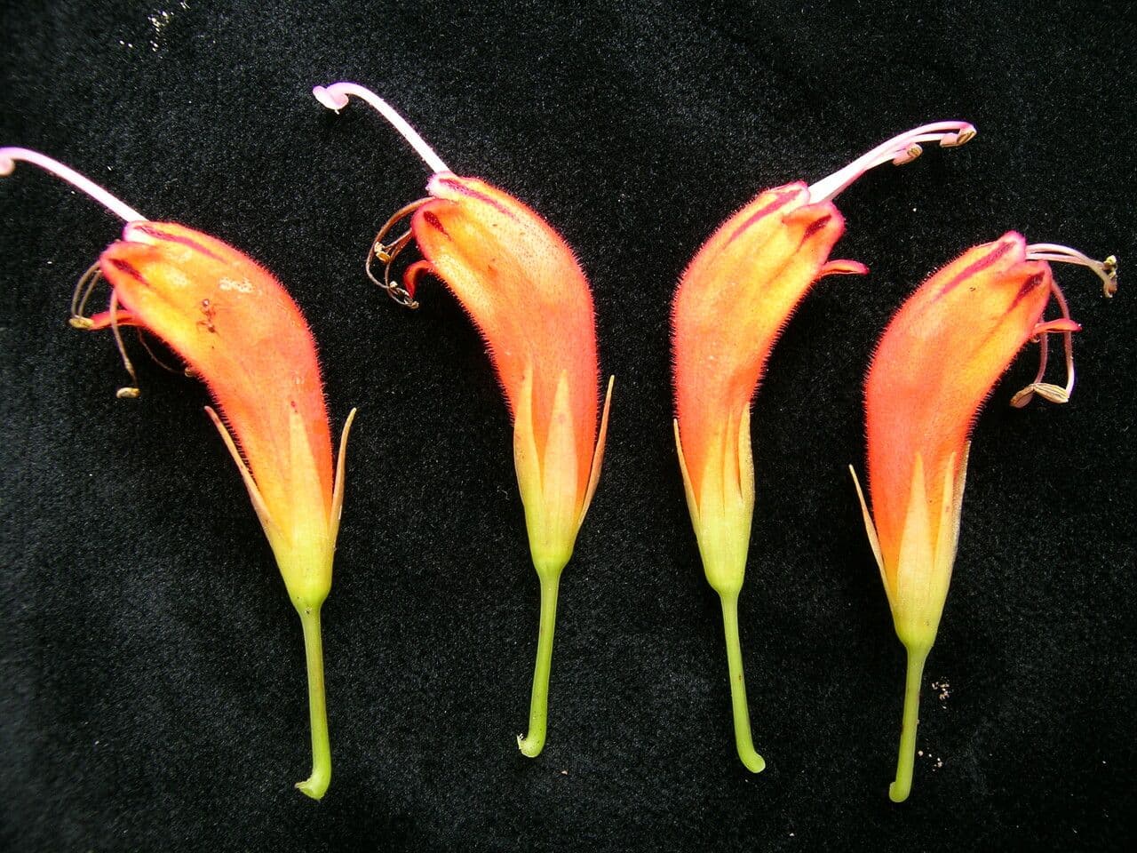 Kleinblütige Lippenstiftblume 7