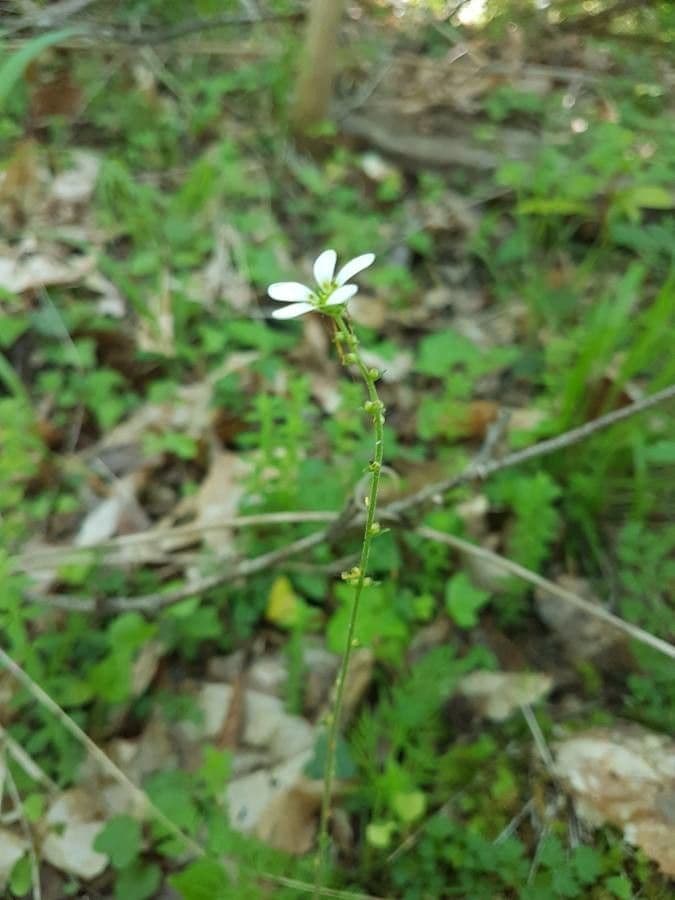 Sassifraga bulbifera 2