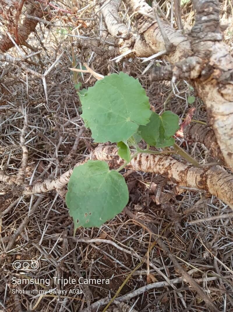 Abutilon 18