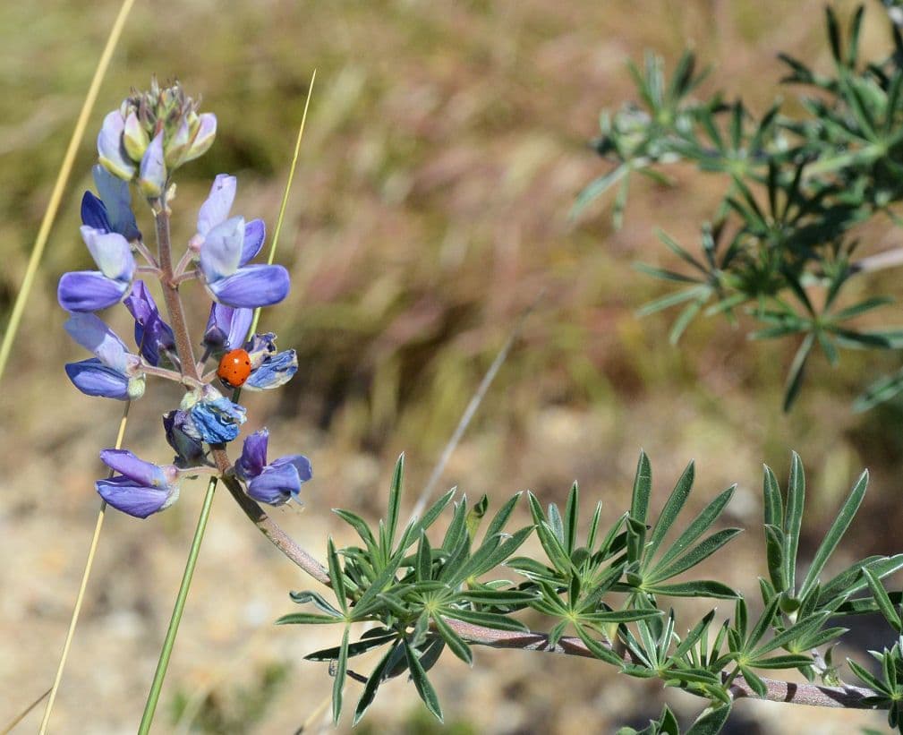 Chamisso-Lupine 9