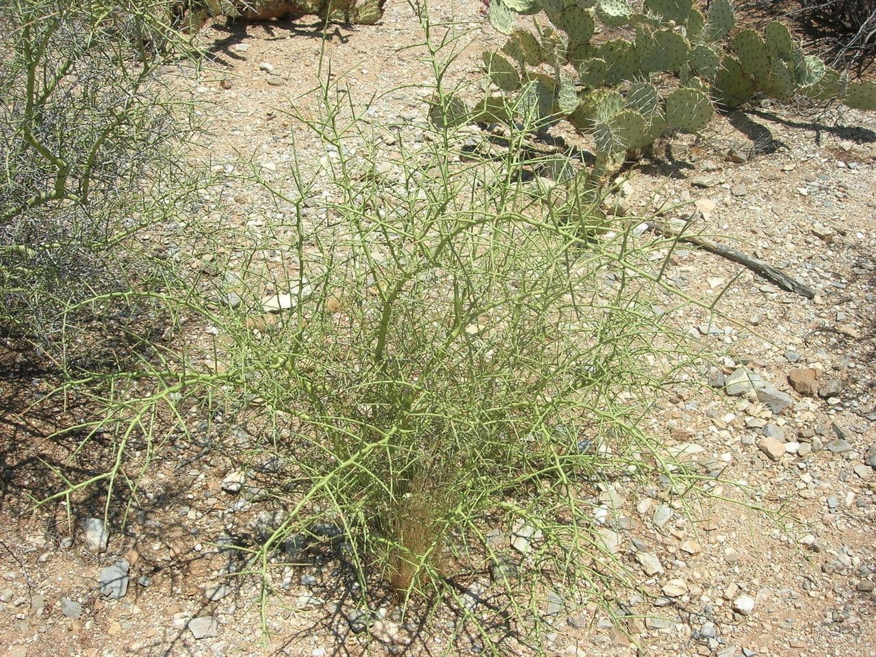 Corona di spine 9