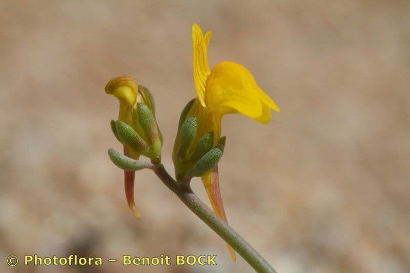Linaria gialla 3