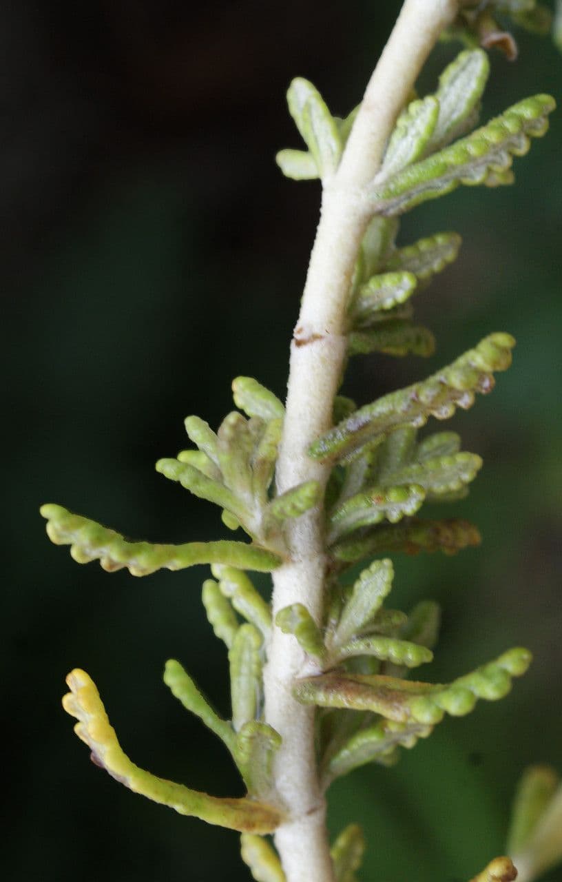 Teucrium 12