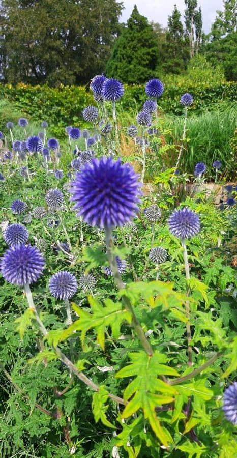 Great globe thistle