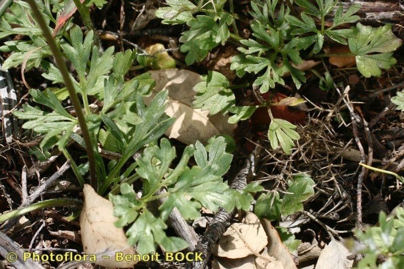 Ranunculus ollissiponensis 6
