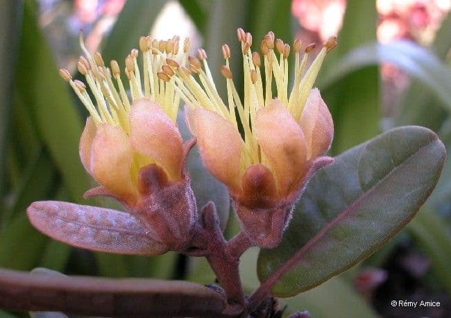 Xanthostemon 6