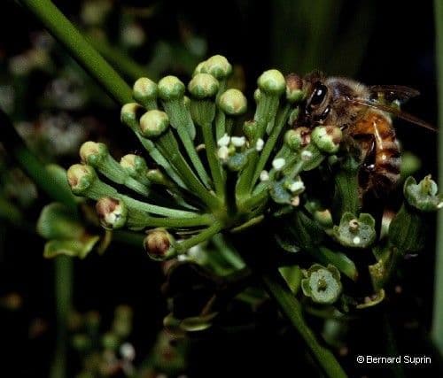 Myodocarpus 4