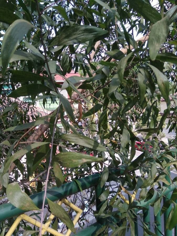 Acacia