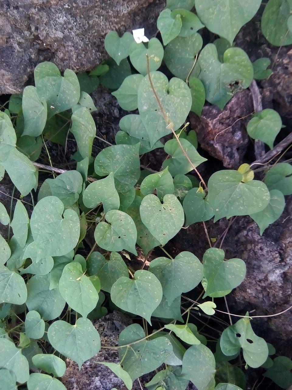 Ipomoea tmavá 27