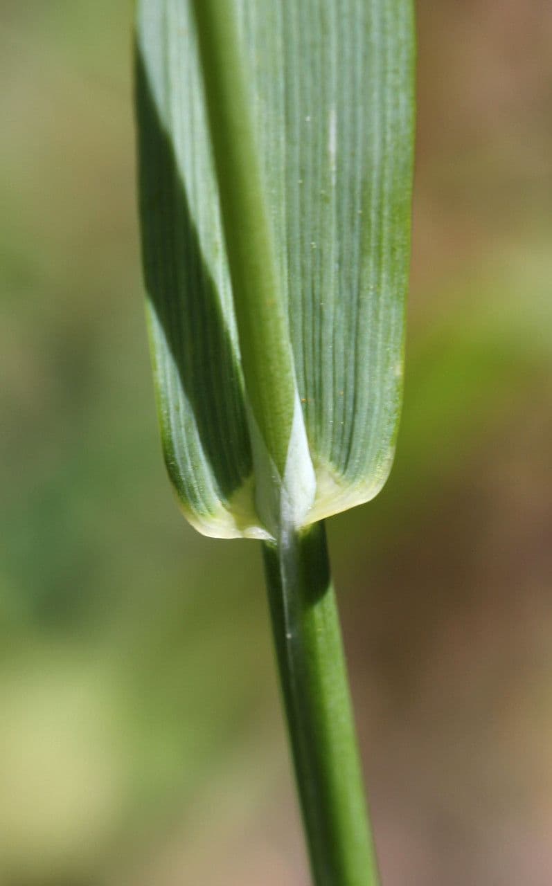 Sonaglini 25