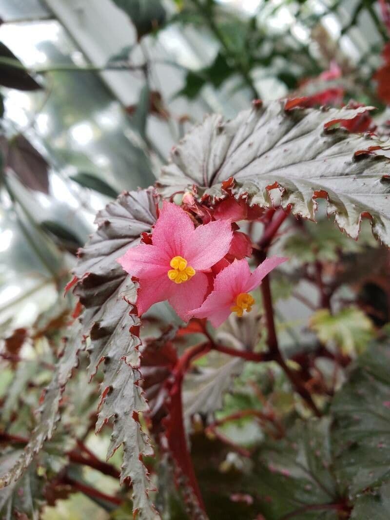 Begonia 2