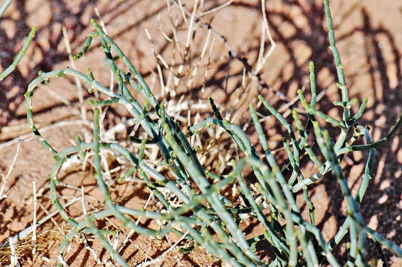 Haloxylon 4