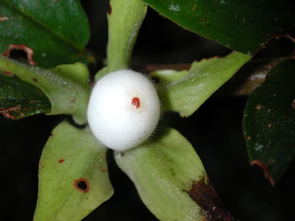 Columnea nicaraguense 3