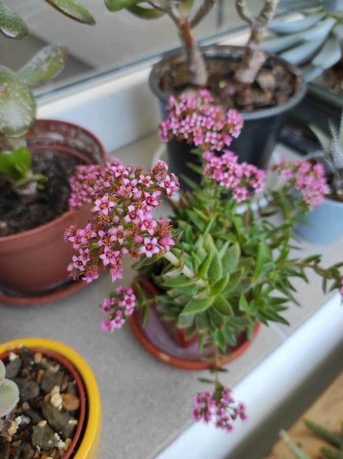 Crassula