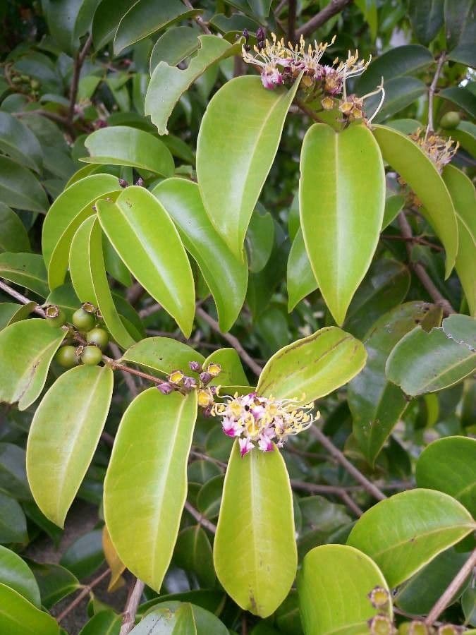 Mouriri de Guyane 5
