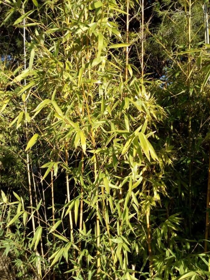 Bambù 3