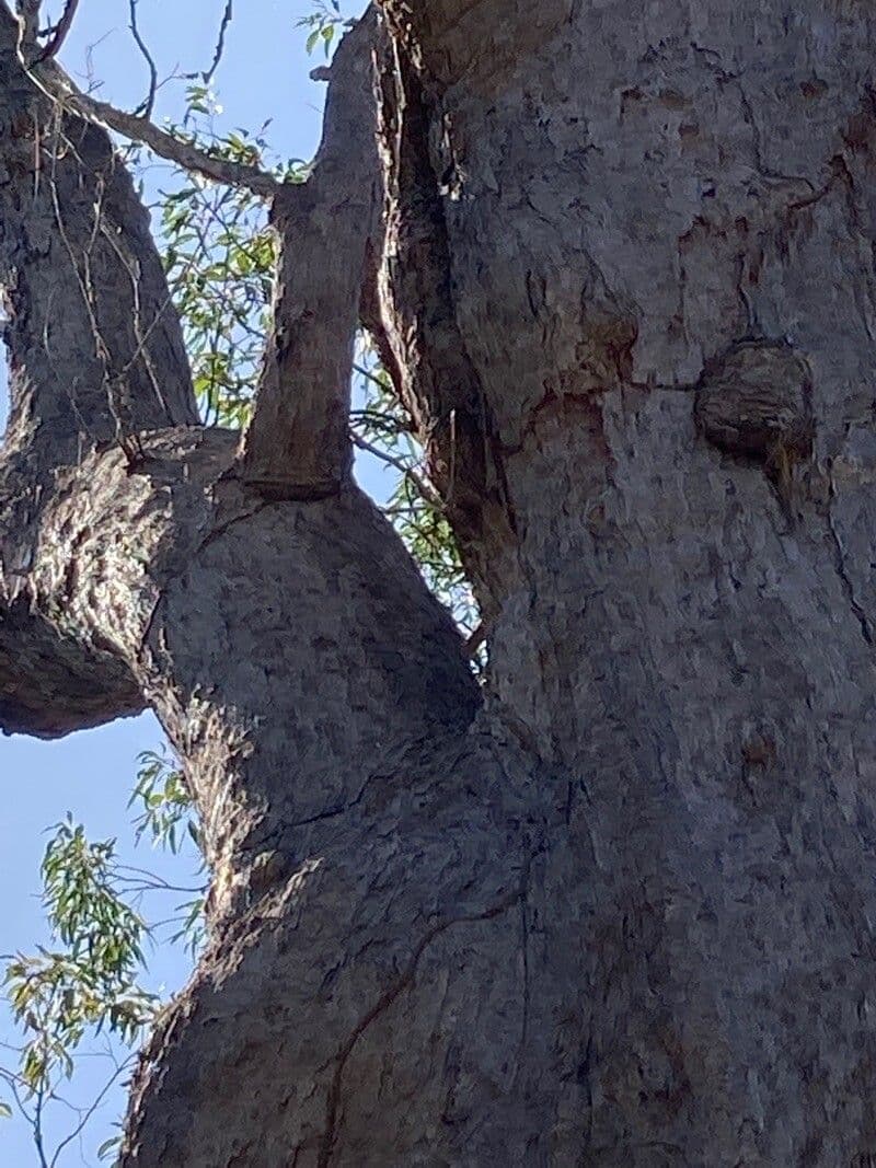 Eucalyptus pilularis 6