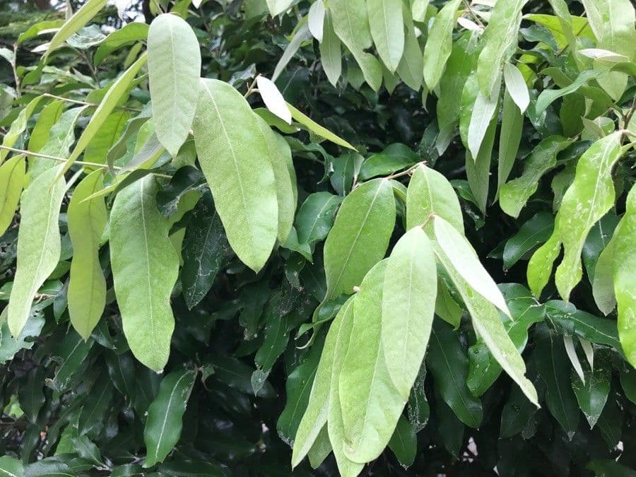 Elateriospermum tapos 7