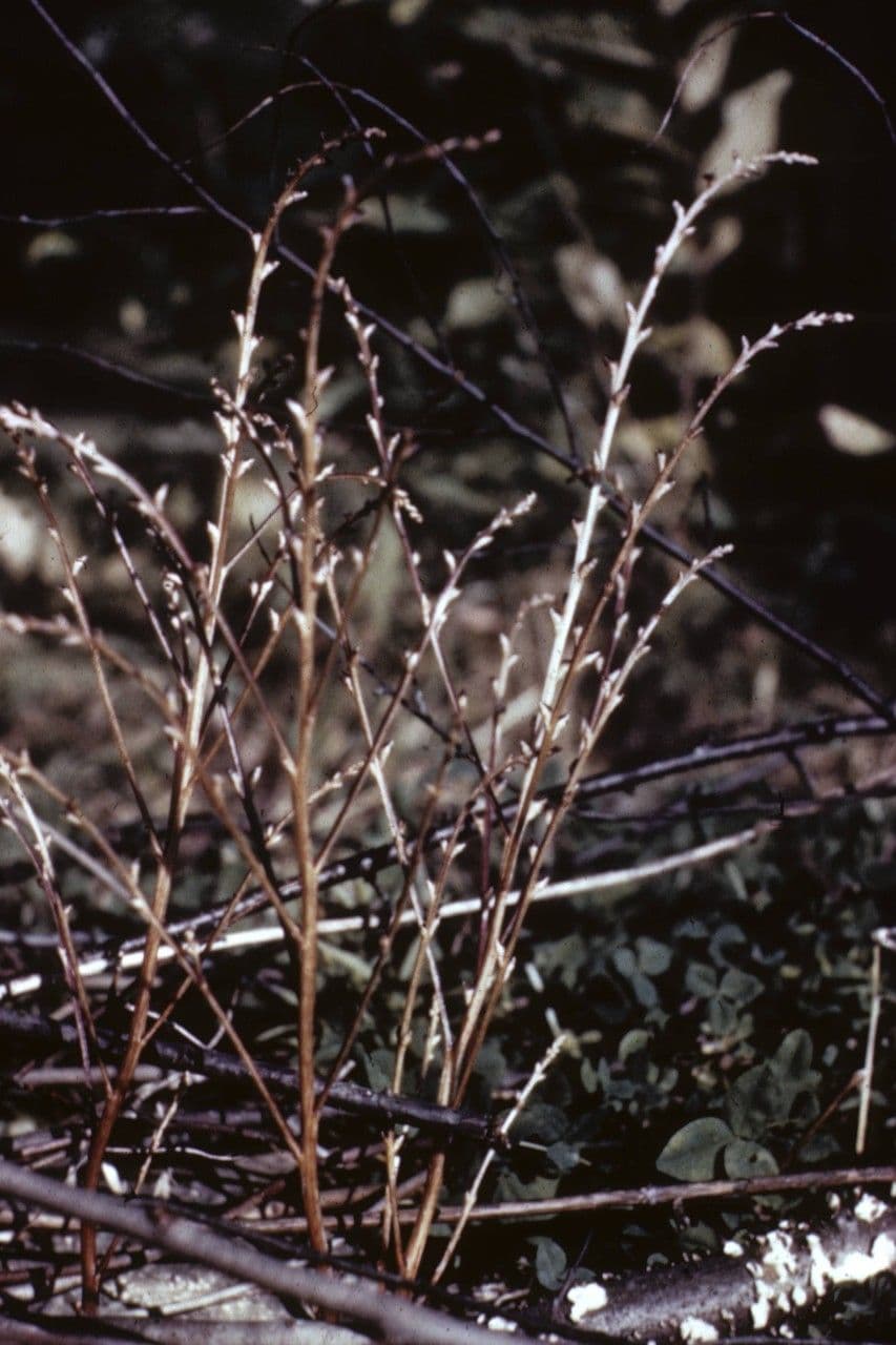 Epifagus virginiana 3