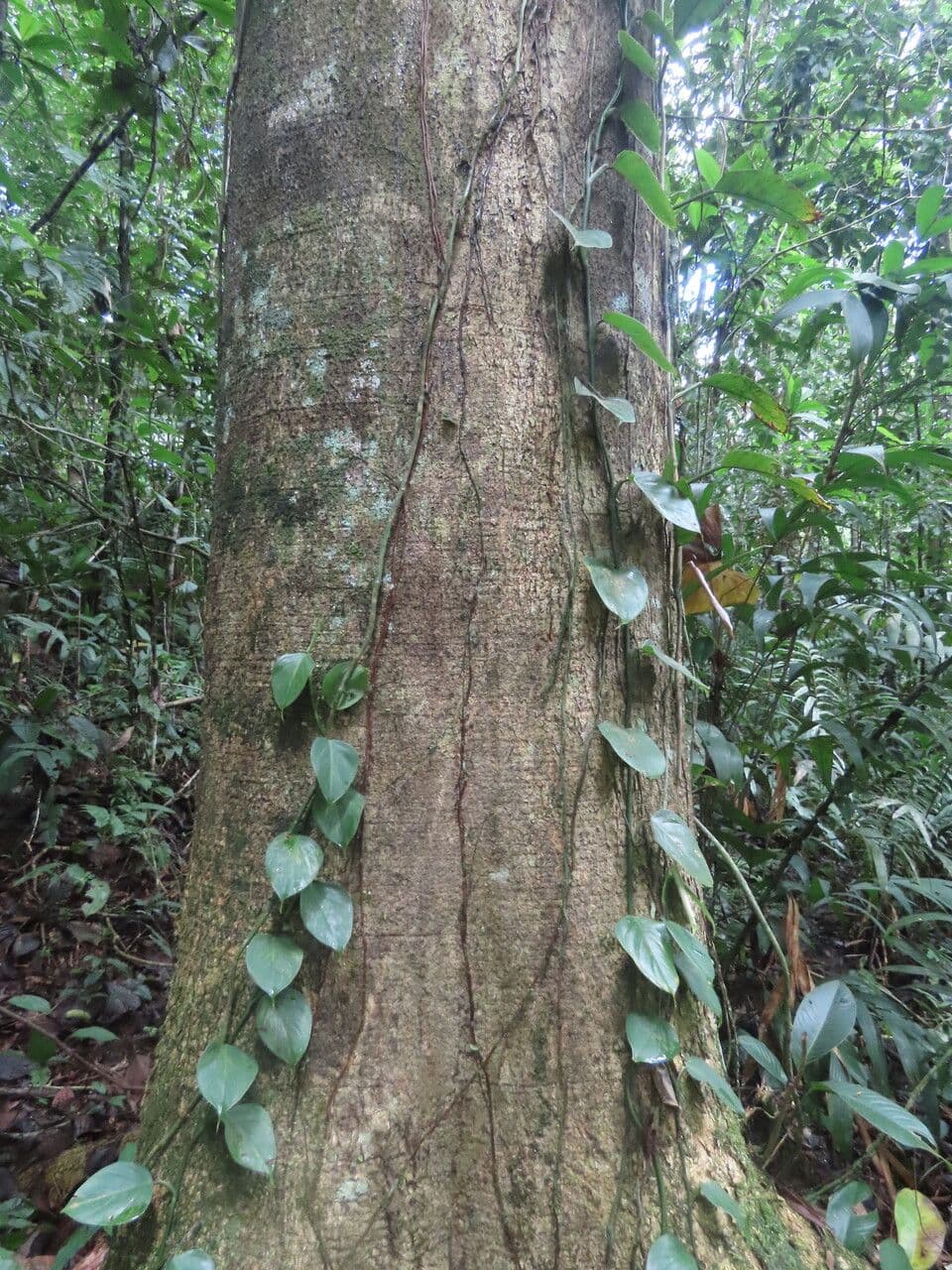 Enterolobium 9