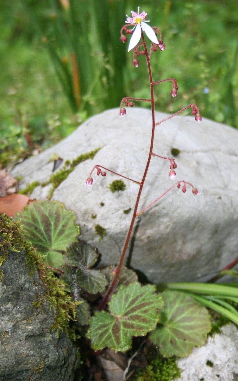 Sassifraga stolonifera 7