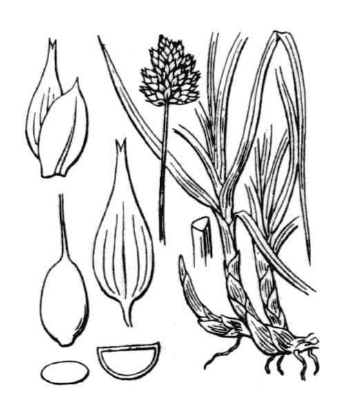 Stinking sedge 23