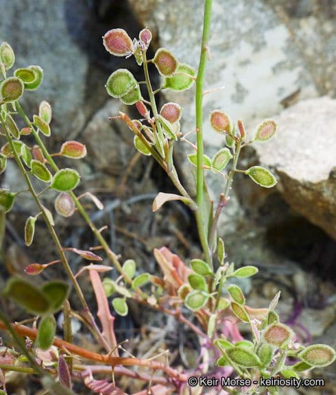 Thysanocarpus laciniato 10