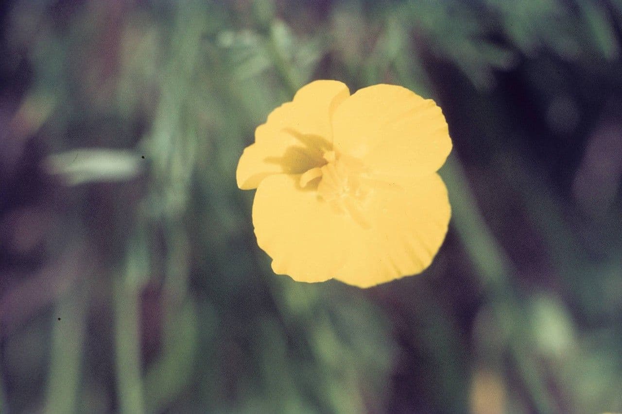 Eschscholzia