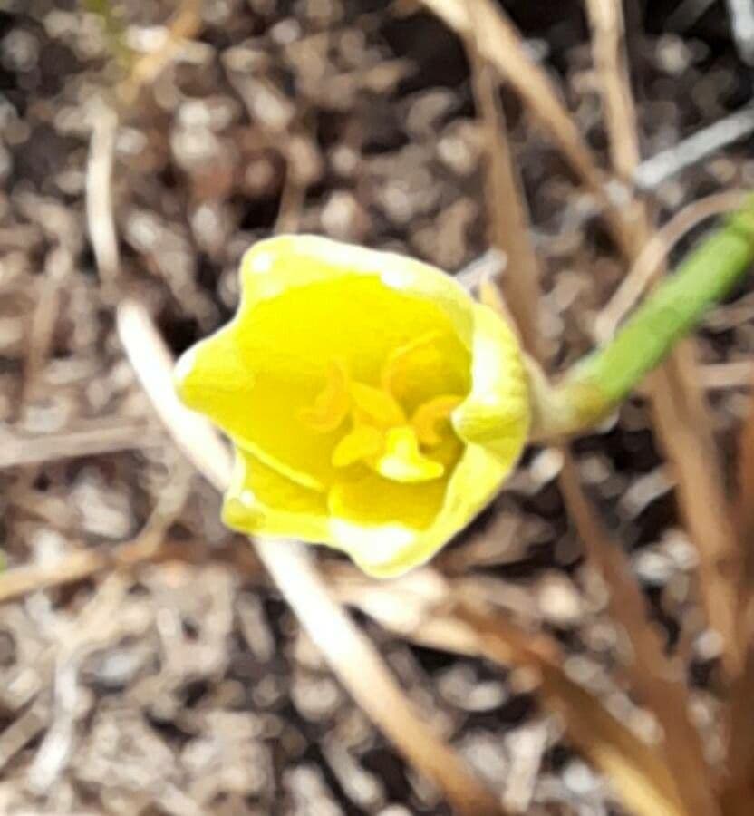 Flor de Céfiro 2