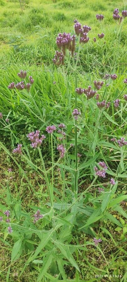 Verbena 16