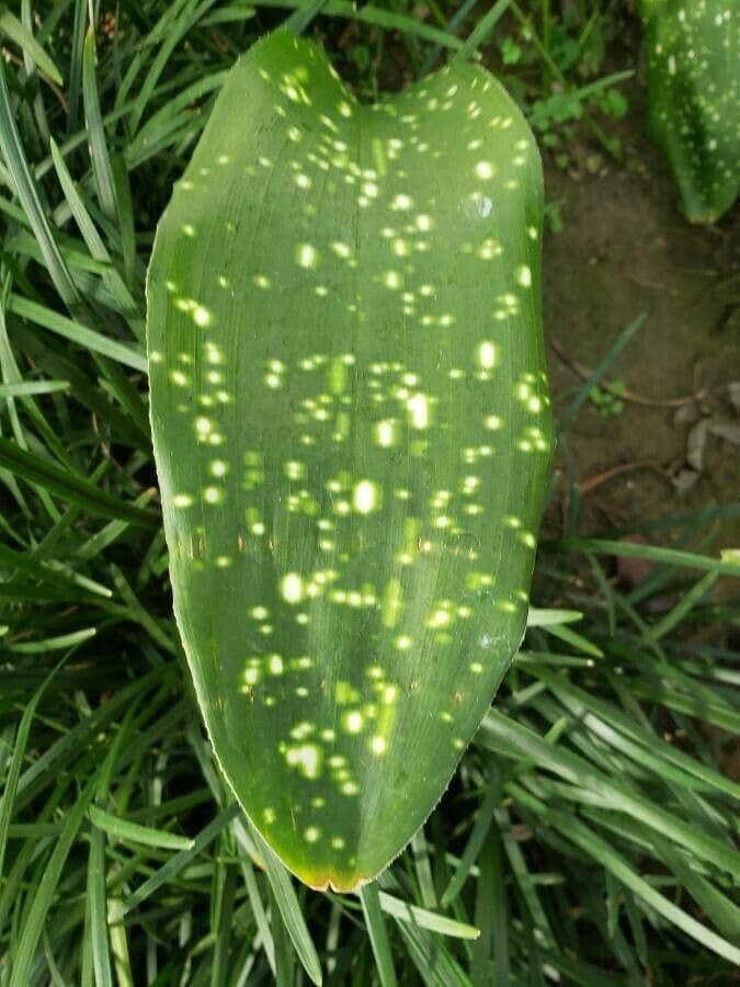 Aspidistra 2