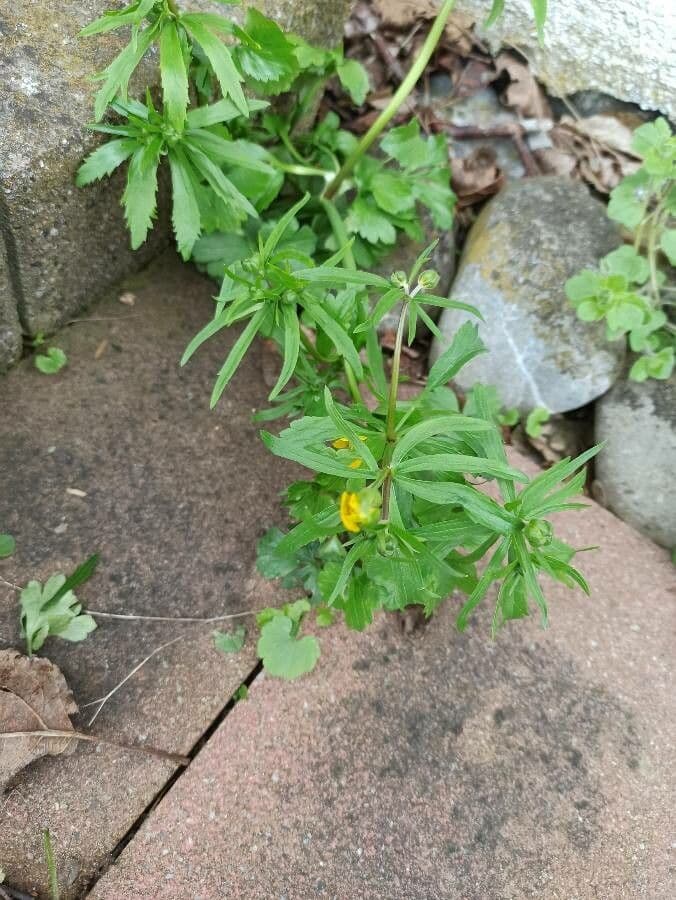 Ranunculus cassubicus 7