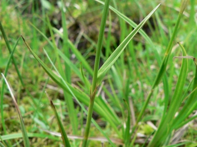 Breitblättriges Wollgras 23
