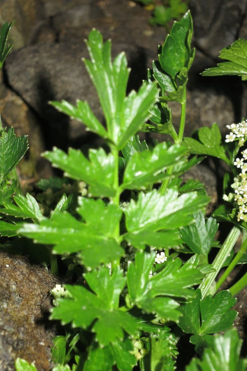 Prostrate marshwort 7